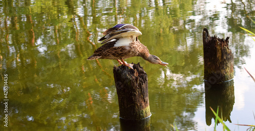 Anas platyrhynchos. Mallard Duck spreading wings © Ignisdev Ltd