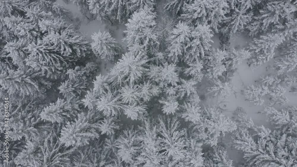 Bird’s eye view moving away shot, Scenic view of pine trees covered in snow in Styria, Austria, snow falling in the background. Bird’s eye view moving away shot, Scenic view of pine trees covered in snow in Styria, Austria, snow falling in the background.