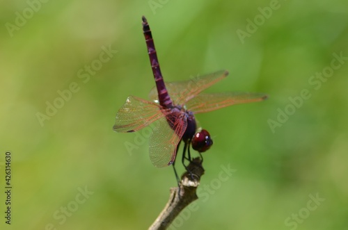 pink dragonfly
