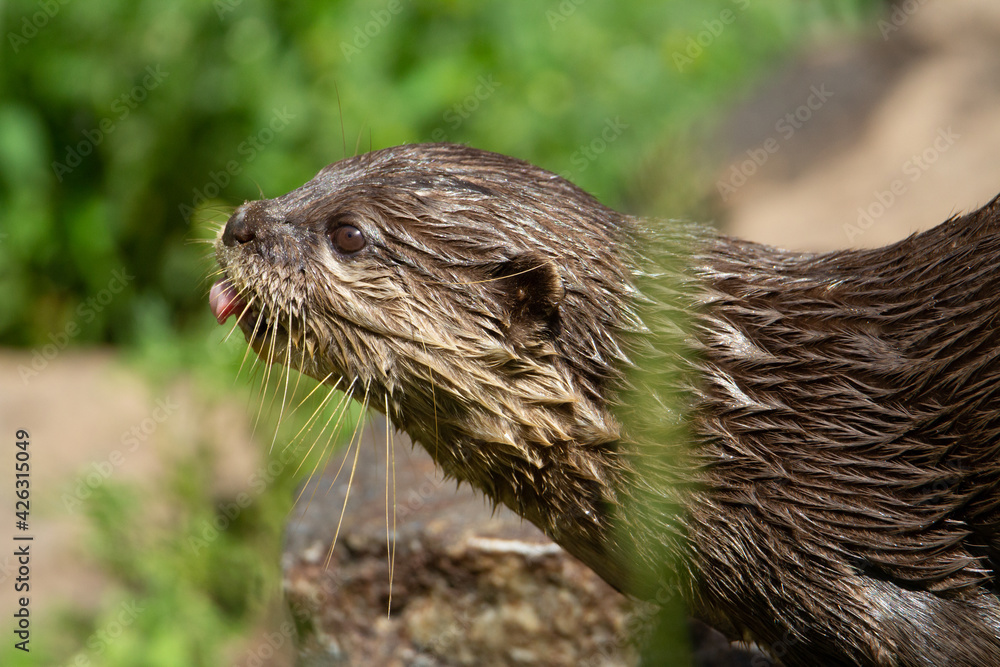 Asian small-clawed otter (Aonyx cinereus) an Asian small clawed otter with his tongue sticking out with a natural green background