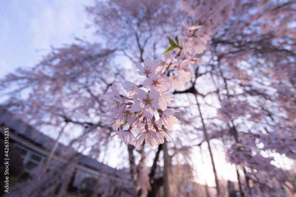 Obraz premium 満開の枝垂れ桜 杵原校舎