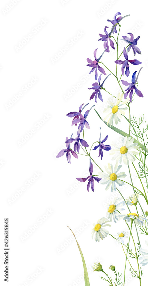 Naklejka Akwarela pionowe niebieskie kwiaty i stokrotki na białym tle