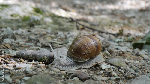 Snail on it`s way to work