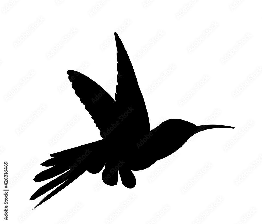 Obraz premium Tropical bird hummingbird flies and flaps its wings vector black isolated silhouette