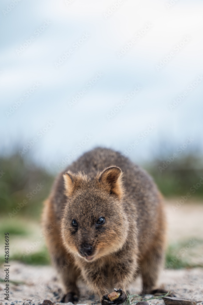Fototapeta premium Quokkas Of Rottnest Island