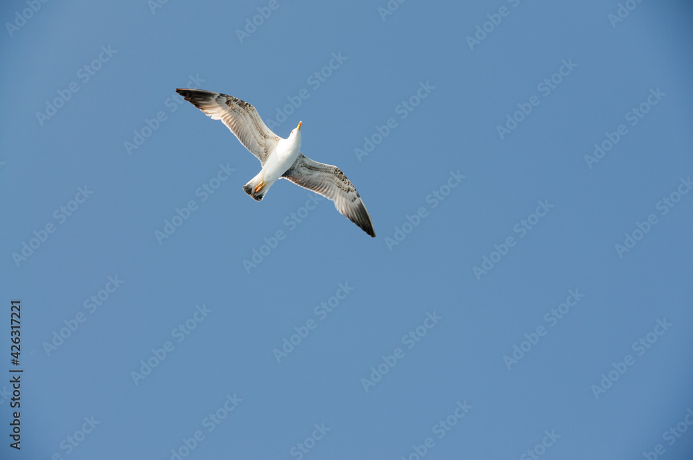 white seagull seen from below against a pale blue sky flying above the mediterranean sea white seagull seen from below against a pale blue sky flying above the mediterranean sea