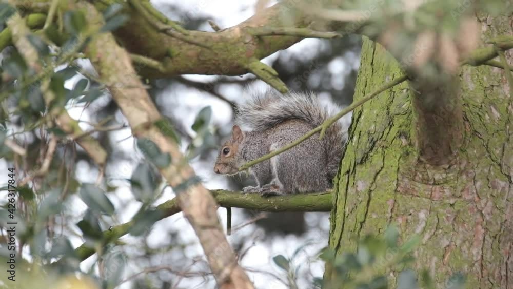 Grey squirrel in fir tree resting after feeding. Grey squirrel in fir tree resting after feeding.