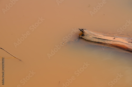 insect on a rainy day