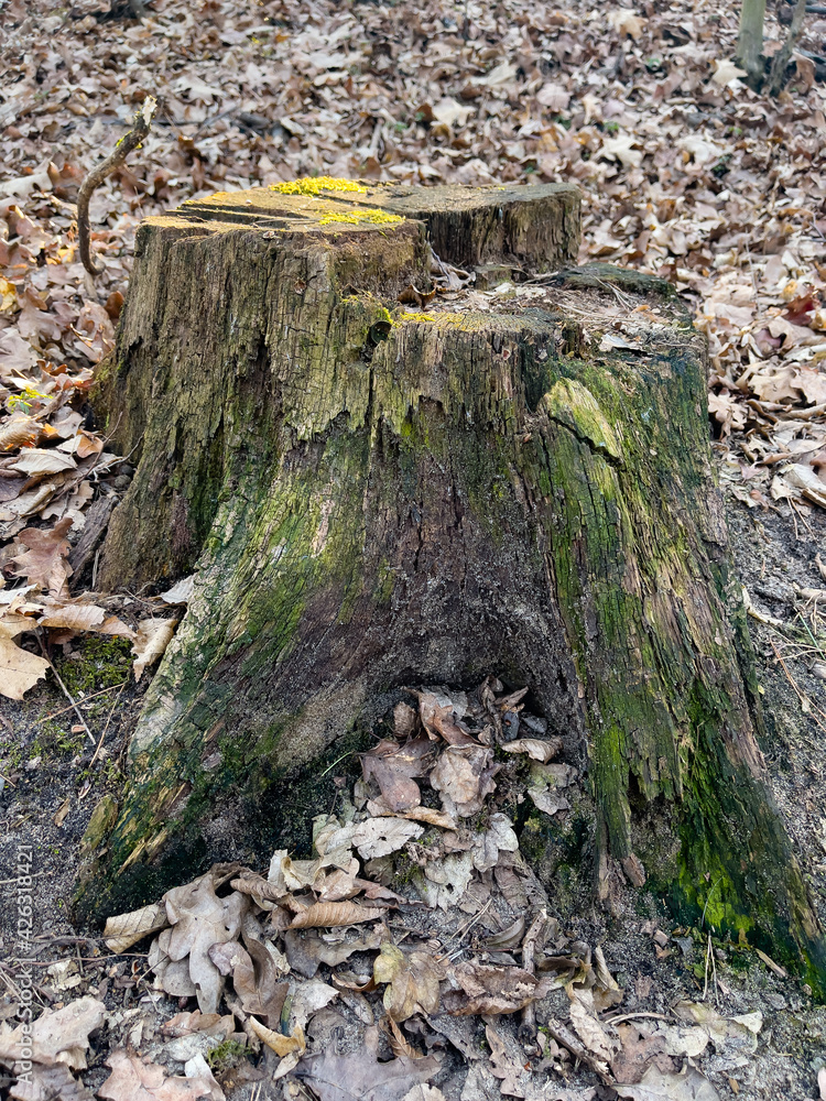 Beautiful old tree stump covered with moss in the forest. Beautiful old tree stump covered with moss in the forest.