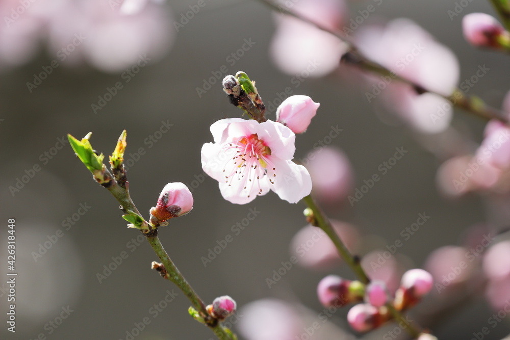 Beautiful soft pink peach blossom and red bud on a sunny spring day