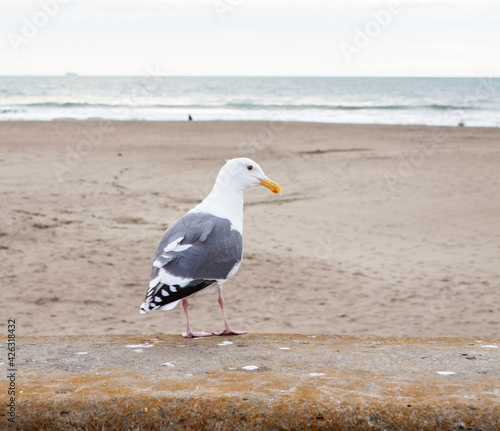 seagull on the beach photo