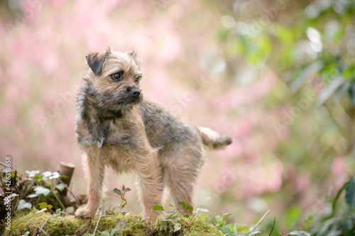 Border Terrier Dog