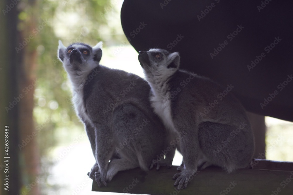 Fototapeta premium Lemurs