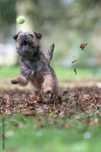 Border Terrier Dog