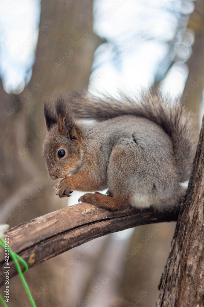 Fototapeta premium squirrel eating nut