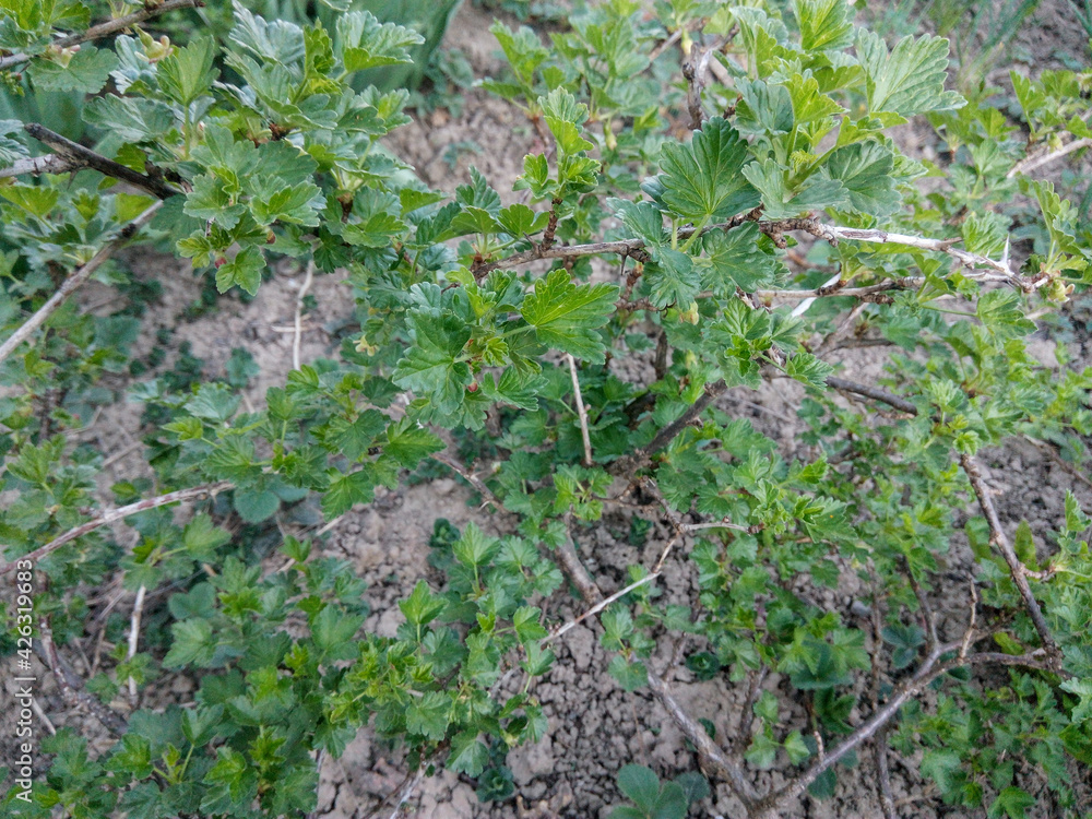 green gooseberry growing in a garden green gooseberry growing in a garden