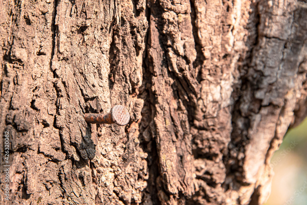 Nails that have been hammered into the tree Nails that have been hammered into the tree