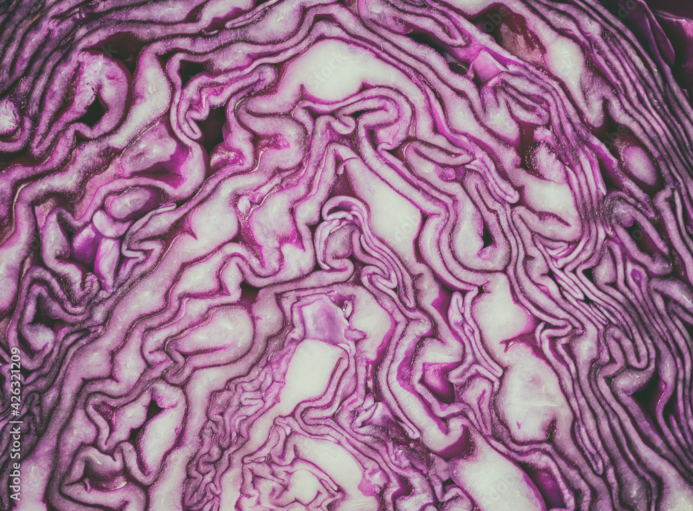 A slice of red raw cabbage. Abstract vegetable background A slice of red raw cabbage. Abstract vegetable background