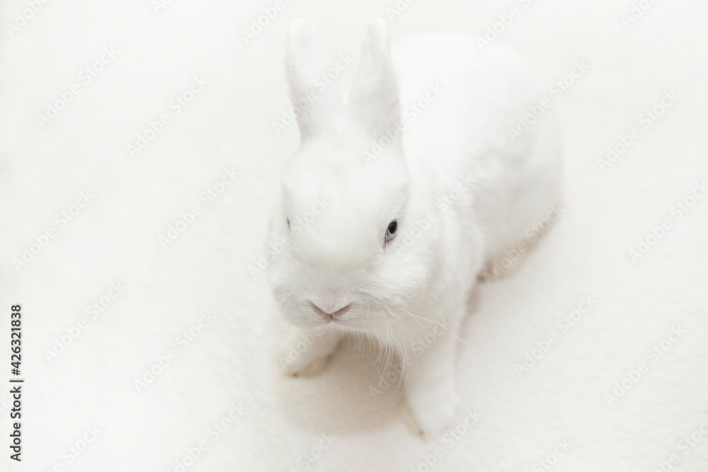 image of rabbit white background image of rabbit white background