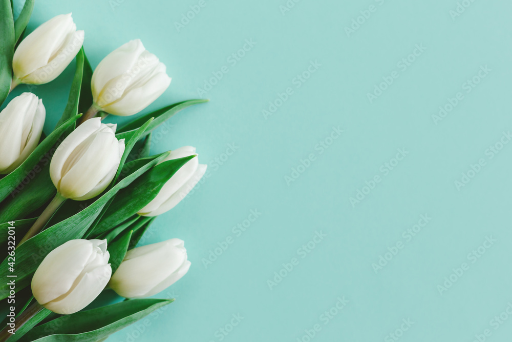 Tender white tulips on pastel turquoise background. Greeting card for Women's day.