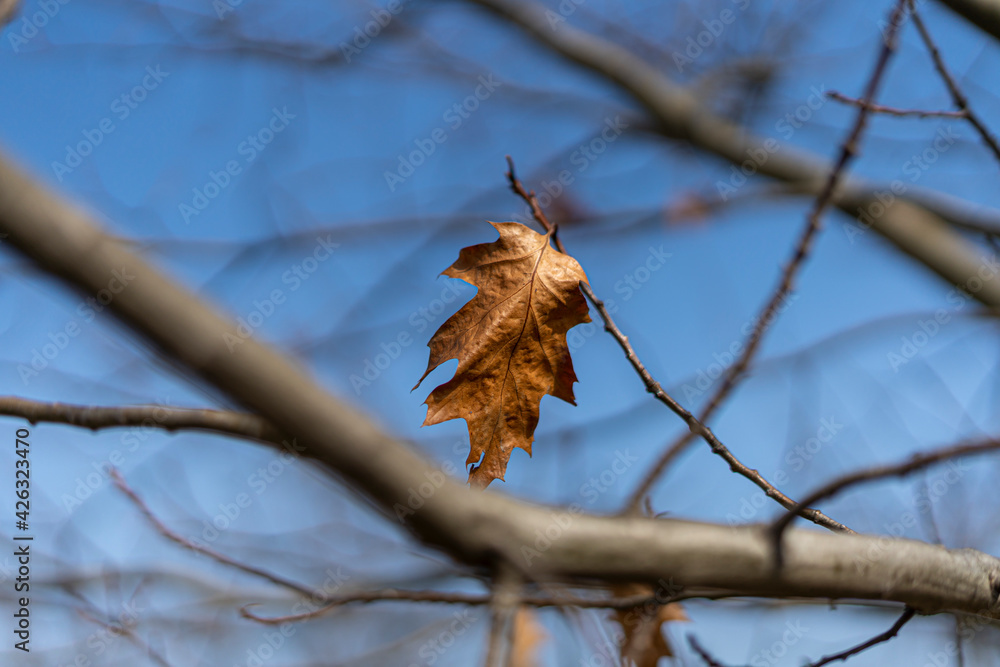 Jesienny liść - obrazy, fototapety, plakaty 
