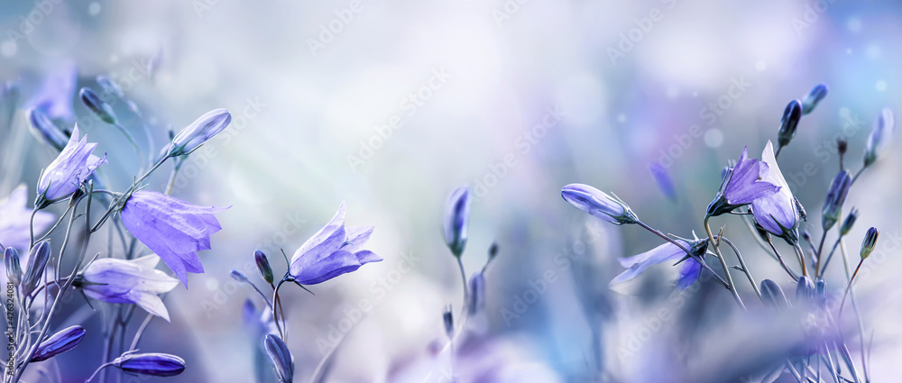 Lilac bellflowers on a blurred purple blue background - obrazy, fototapety, plakaty 