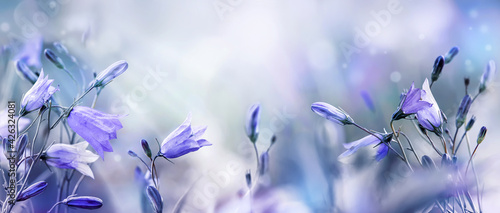 Lilac bellflowers on a blurred purple blue background