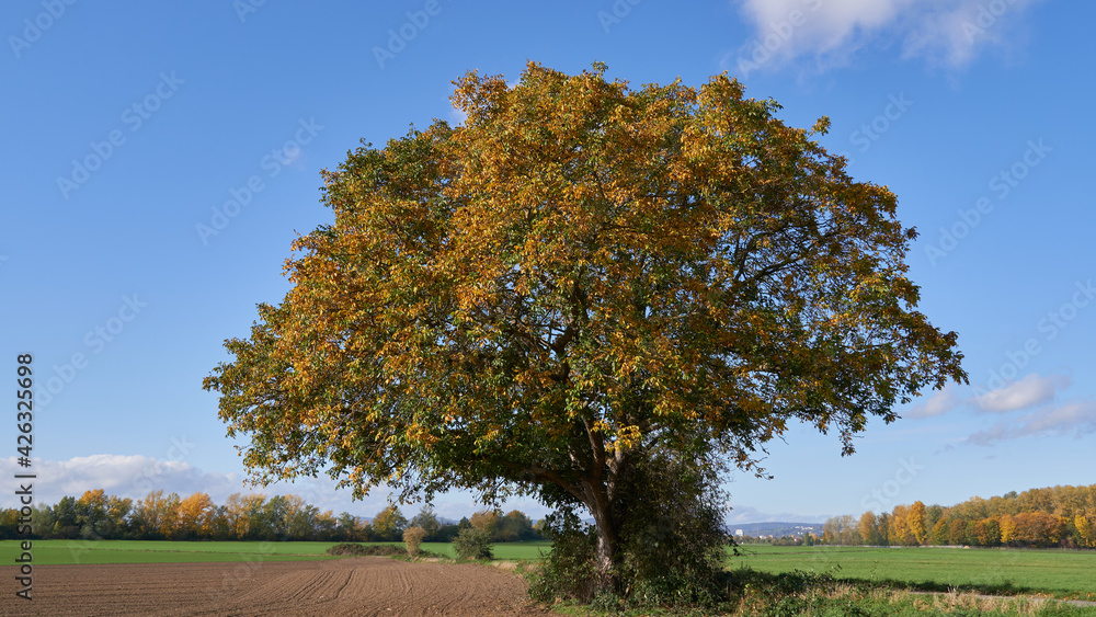 Obraz premium Imposanter Nussbaum im Feld in leuchtenden Herbstfarben