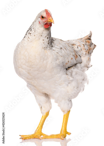 one white chicken isolated on white background, studio shoot