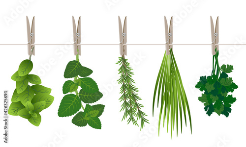 Illustration pour un poster ou une crédence dans la cuisine d’herbes aromatiques suspendu à un fil avec une pince à linge - basilic, romarin, menthe, persil, ciboulette.
