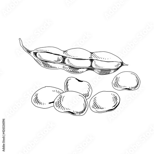 Soya, pod and beans, retro hand drawn vector illustration.