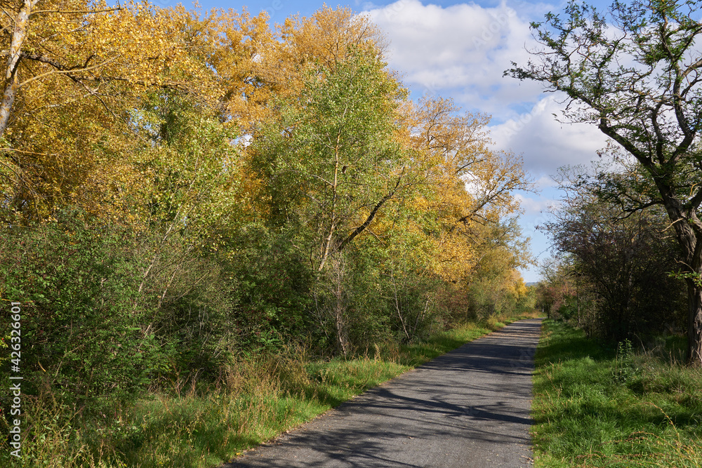 Fototapeta premium Weg durch den farbenfrohen Herbstwald