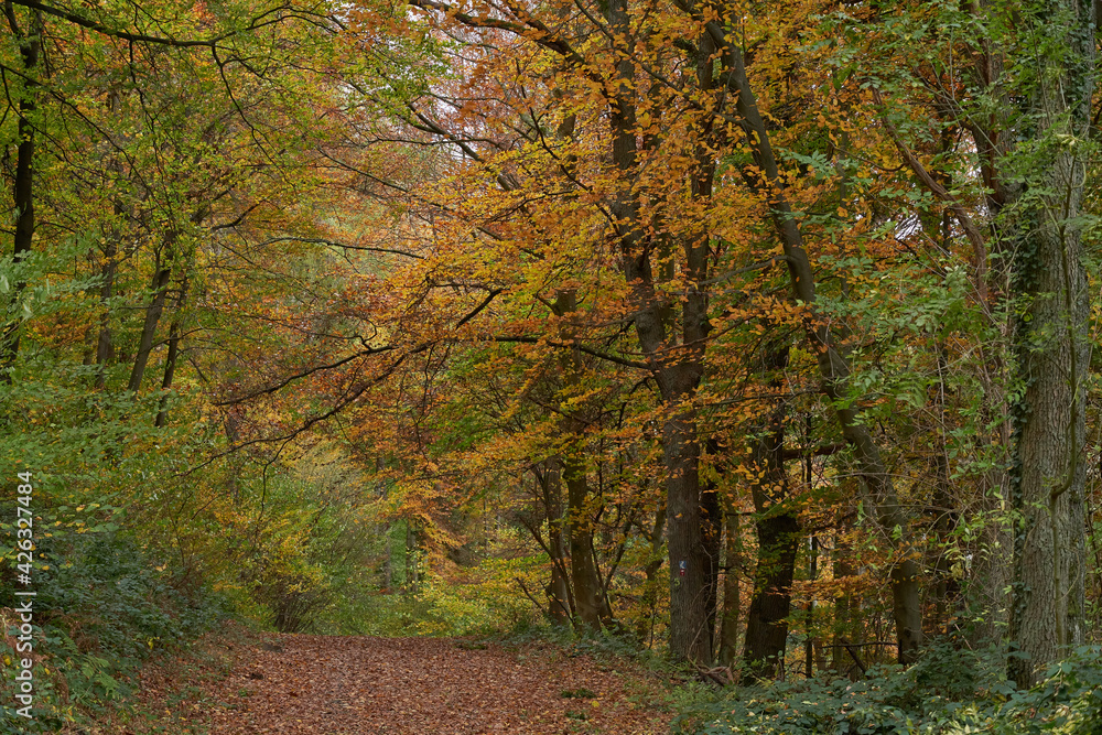 Weg durch den farbenfrohen Herbstwald Weg durch den farbenfrohen Herbstwald
