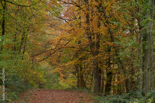 Weg durch den farbenfrohen Herbstwald