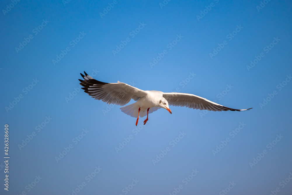 Obraz premium Seagulls at Bang Pu. The cold migratory seagulls from Siberia to the warm regions of Thailand. Making Bang Pu become one of the most important tourist destinations in Thailand.