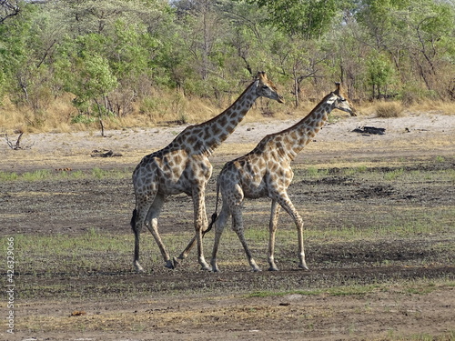 Canvas Print giraffes in a nationalpark