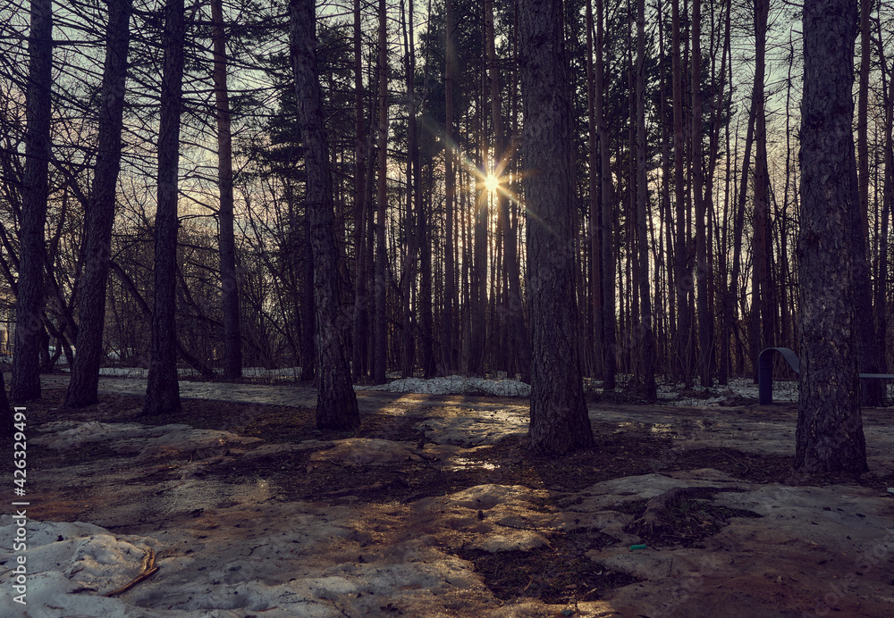 Fototapeta premium The rays of the sun make their way through the tree trunks. Spring weather, melting snow. Park for recreation and walking in the fresh air.