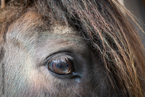 Auge (Pferd/Pony)