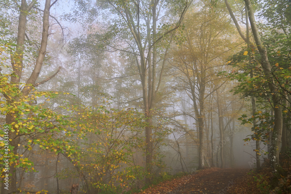 Wanderweg durch den sonnig-nebligen Herbstwald