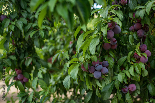 Photography Closeup shot of a growing plum tree