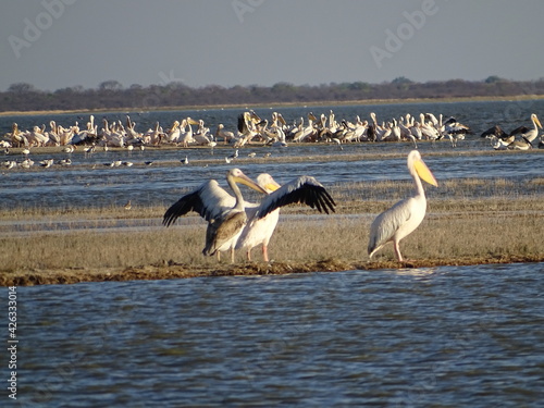 pelican in the nata bird sanctuary