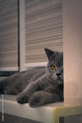 british shorthair cat lying on the windowsill © EvhKorn