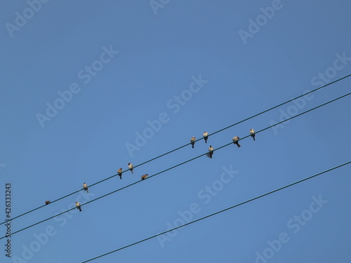 many sparrows take a rest on the wire with bright sky in the evening design for relaxation concept