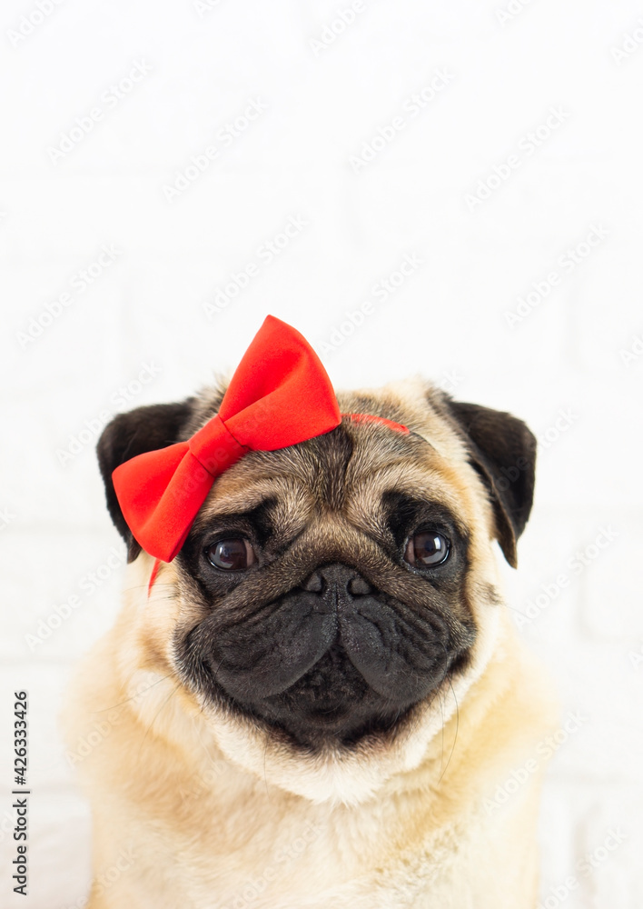 Vertical portrait pug dog  girl with  red bow on white backgrouhd  .Grooming   ,beauty concept .