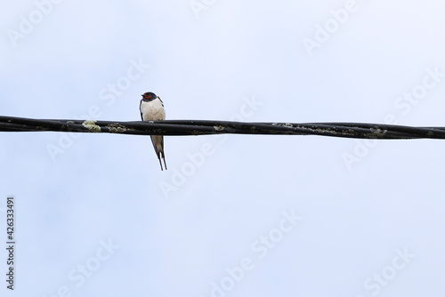 One swallow (Hirundo rustica) perched on a wire © Raquel Pedrosa