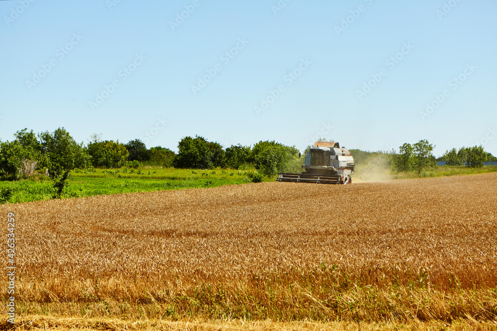 Combine harvester in action on wheat field. Process of gathering a ripe crop.