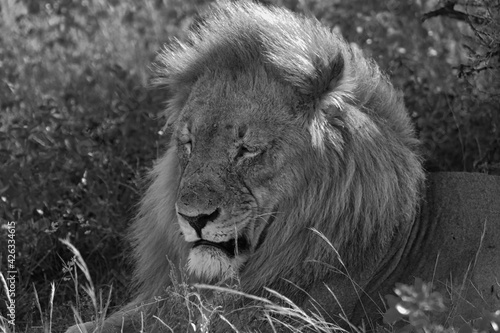 Fototapeta Naklejka Na Ścianę i Meble -  Male African Lion in Etosha National Park, 