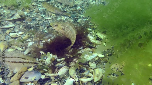 Breeding Gray wrasse (Symphodus cinereus): The male guards a nest built from algae. photo