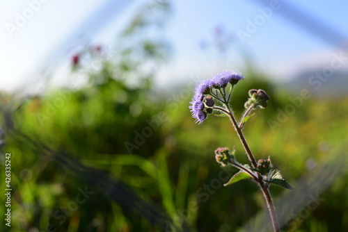Bartlettina sordida Flower photo