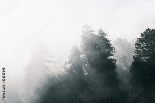 fog in the forest © Taddeo